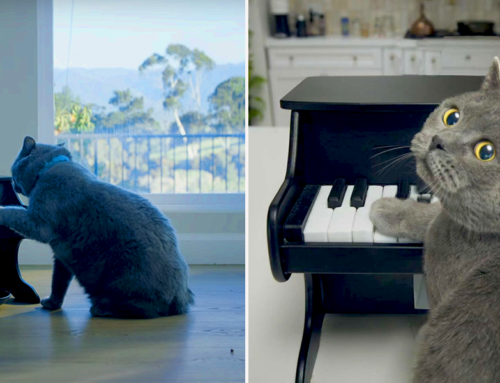 Cats Purrform Meowlodic Concerts for a Treat with This Tiny Piano