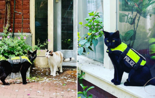 Police Cat Amsterdam, Nimis, Lydia Faber, Tommy, De Poezenboot, cat wears police vest, Netherlands
