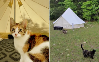 Purrapy Inc, Glamping, Purradise Springs, Ichetucknee Springs State Park, Cat Rescue, Adopting Cats, Tents, Camping with Cats