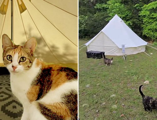 You Can Go Glamping with Adoptable Cats at ‘Purradise Springs’ in Florida
