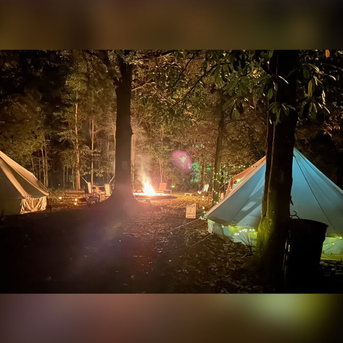 You Can Go Glamping with Adoptable Cats at 'Purradise Springs' in