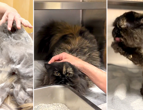 Severely Matted Cat Went to Ask Neighbors for Help When it Became Too Much