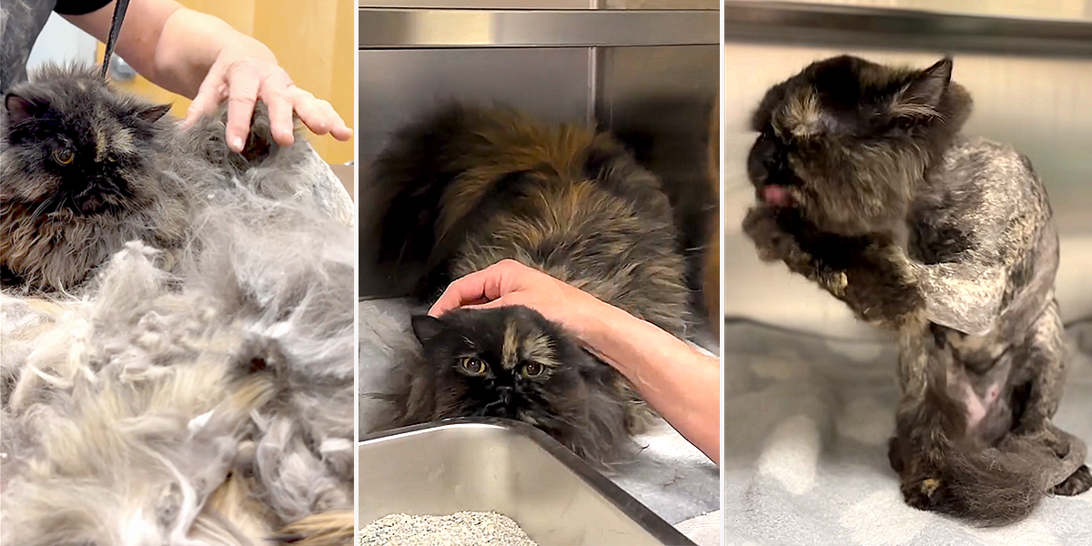 Rocky Kanaka, a Persian Tortoiseshell mix cat with badly matted fur needs shaving, Animal Friends of the Valley in Wildomar, CA, long-haired cat, daily grooming, rescued cat, Lorna Paxton Ladd