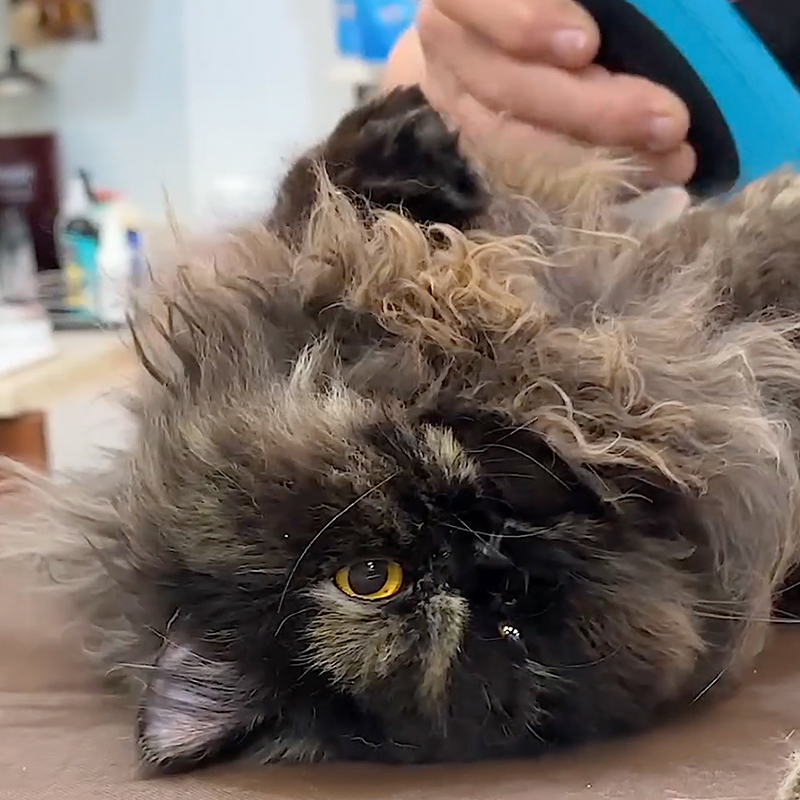 Rocky Kanaka, a Persian Tortoiseshell mix cat with badly matted fur needs shaving, Animal Friends of the Valley in Wildomar, CA, long-haired cat, daily grooming, rescued cat, Lorna Paxton Ladd, 2