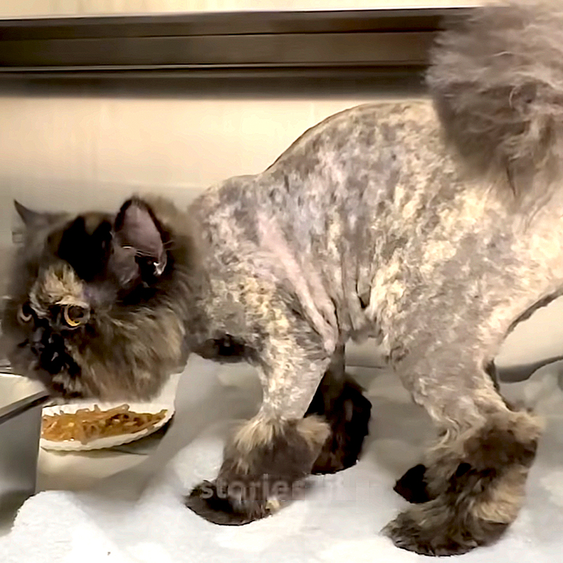 Rocky Kanaka, a Persian Tortoiseshell mix cat with badly matted fur needs shaving, Animal Friends of the Valley in Wildomar, CA, long-haired cat, daily grooming, rescued cat, Lorna Paxton Ladd, 5