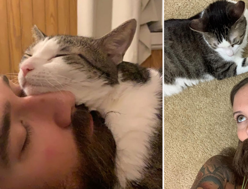 Cat Mom to Celebrate Nine Years of Being a Third Wheel to Her Rescued Cat Obsessed with Beards