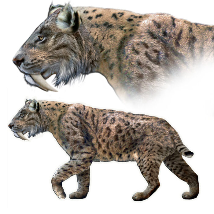 New Fossil Discovery Is A Reminder Saber Tooth Cats Once Stalked ...