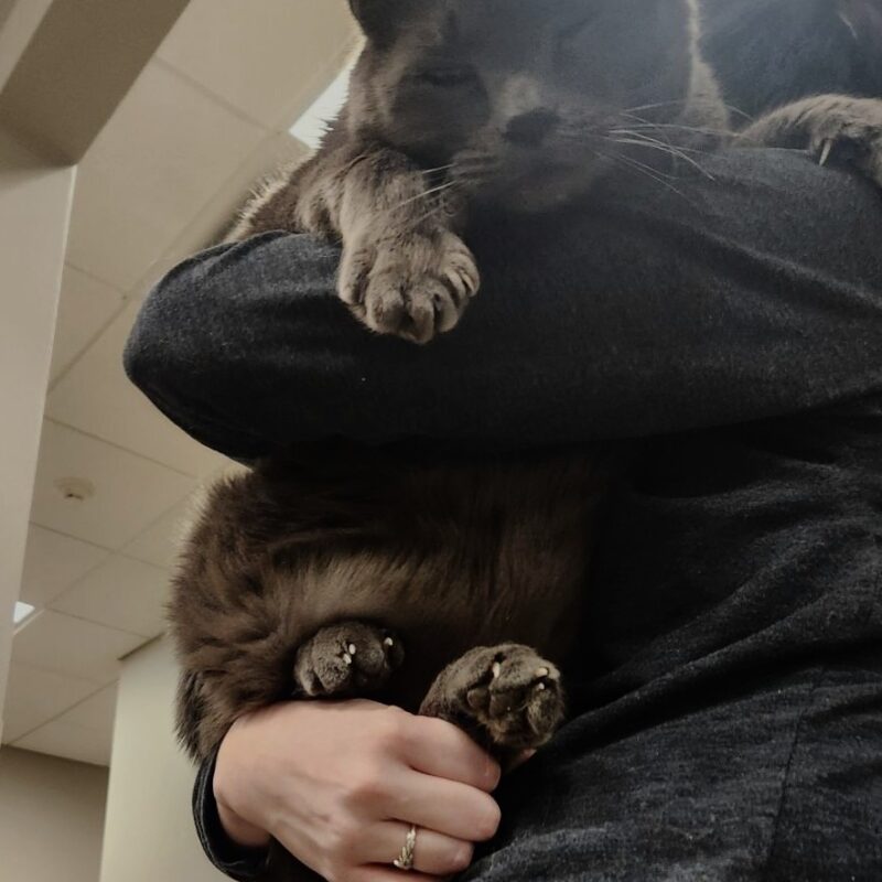 Cat Missing 5 Years Walked Up and Asked for Help from Rescuers at a Gas ...
