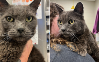 Pawsitively Cats, KARK 4, Cindy and Jeff Hall, Alone 2 Home, Brinkley, Arkansas, Sheryl Campbell, microchip reunion, five years, 1200 miles, Sam, Luke