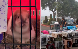 The Humane Society of Southern Arizona, San Diego Humane Society, Hundreds of small animals ended up as reptile food, Trevor and Colten Jones, Maricopa County