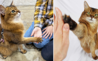 Summer's Fabulous Cat Life, Therapy Cat, Emotional Support Animal, Janiss, Garza