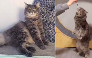 Princess Taco, rescued cat, British Columbia, Canada, weird cat, Cat Nap Society, Vancouver Island, zoomies