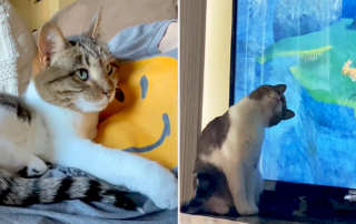 Wisconsin's Waiting Pets, Lexi Hart, Trixie, cat waited in shelter for 5 years, Trixie's forever home, foreverhometrixie