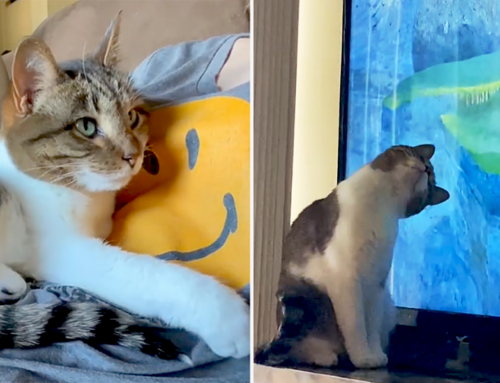 Cat That Was Shy in a Shelter for Years Instantly Became a Kitten Again in Her Furever Home