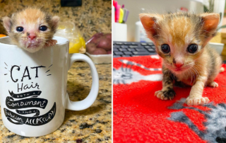Dannielle at Southon Rescue, Preemies, Premature kittens, neonates, Venus the calico, Winter Park, Florida, bottle babies