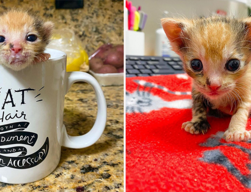 Tiniest Preemie Rescuer Had Ever Seen Started Purring at 4 Days Old
