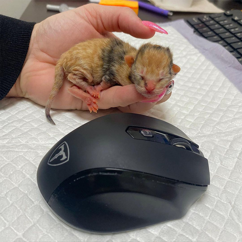 Dannielle at Southon Rescue, Preemies, Premature kittens, neonates, Venus the calico, Winter Park, Florida, bottle babies, 8