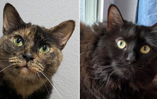  University of Tokyo, Toru Miyazaki, AIM Vaccine, chronic kidney disease, cats, age 30, feline AIM, apoptosis inhibitor of macrophage,