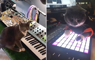Big Basinksi the Synth Cat, Detroit, Michigan, Brandon Murphy, Ableton Certified Trainer, pawtechre, cat playing keyboards and synthesizers, musical cat, illiacsound