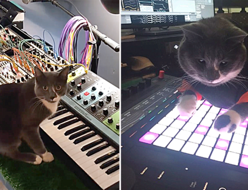 Basinski the Synth Cat Suddenly Throws Down His Signature Sound on the Keyboard