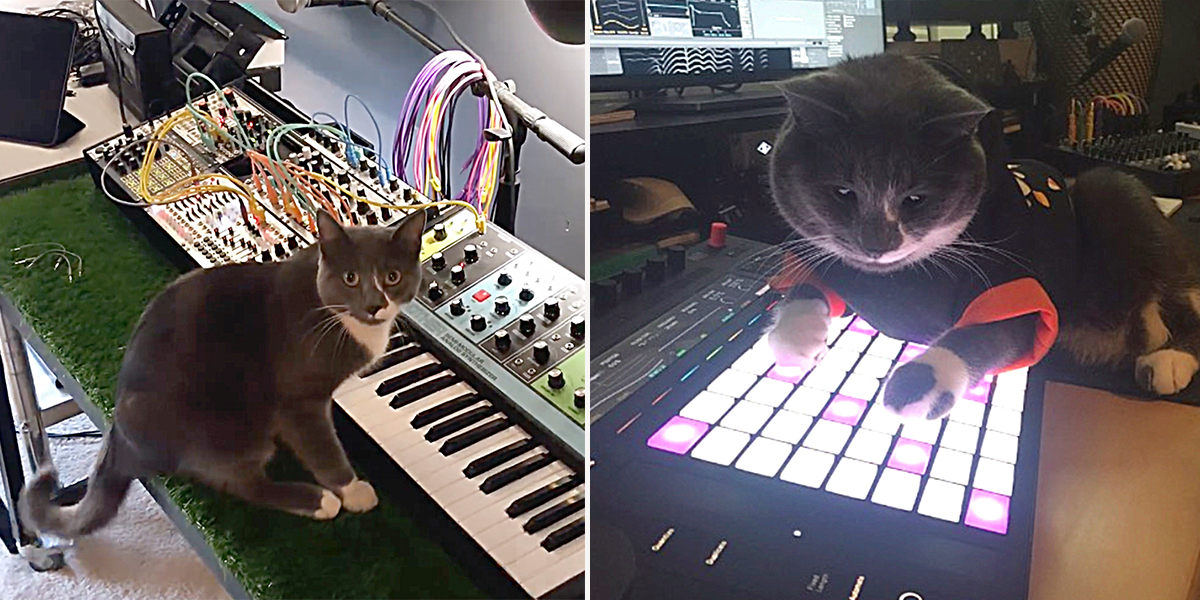 Big Basinksi the Synth Cat, Detroit, Michigan, Brandon Murphy, Ableton Certified Trainer, pawtechre, cat playing keyboards and synthesizers, musical cat, illiacsound