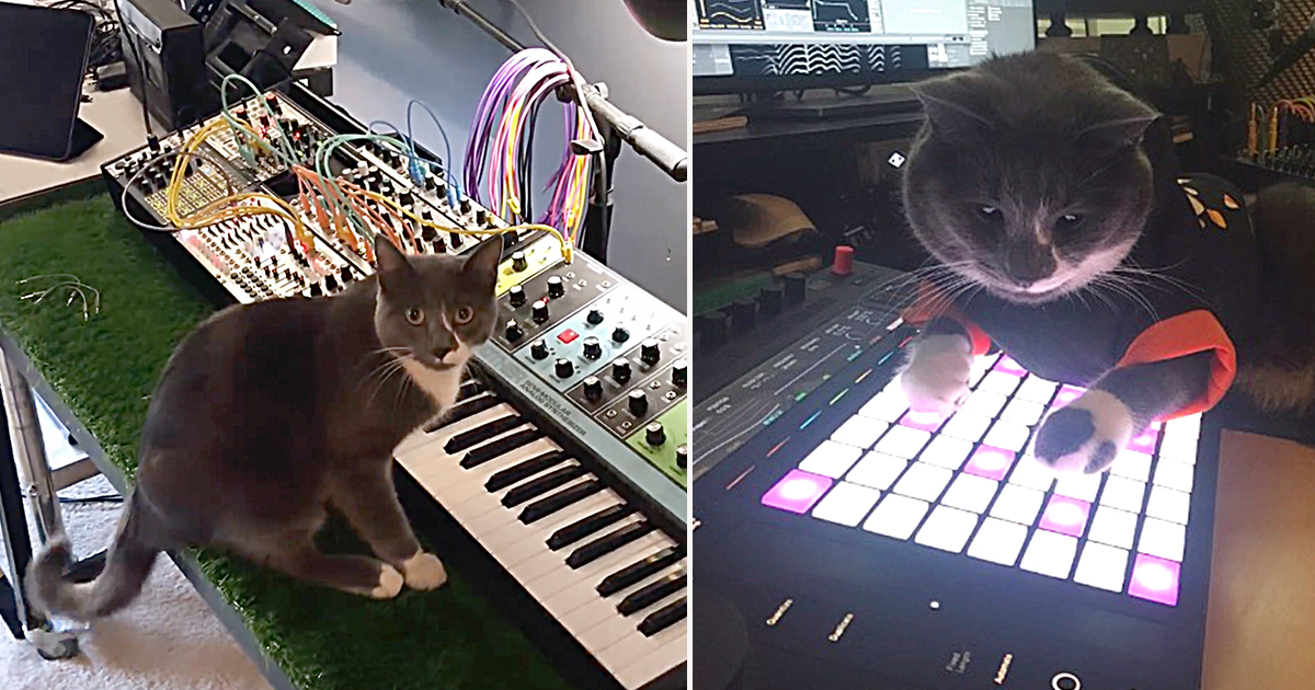 Error instruments Game Cat Synth Error Instruments Sound Scaper