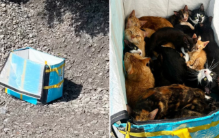 The Brooklyn Cat Cafe, Paw Print Rescue, Staten Island, Box of cats, Picture worth 1000 words, Cat crisis in NYC, New York City, Abandoned cats, cat rescue,  