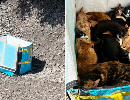 Rescues Share A Picture Worth 1000 Words About the Cat Crisis in NYC