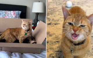 Elizabeth Toth, elizabethtoth23, TikTok, Cala, Ginger tabby female, chatty, I go meow, vocalizing cat, vocalizations, chatty cat, talkative ginger tabby, Chicago, Illinois