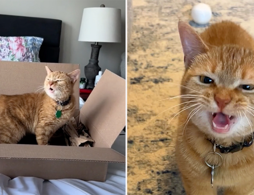 ‘I Go Meow!’ Orange Cat Behavior On Full Display with This Ultra-Talkative Kitty