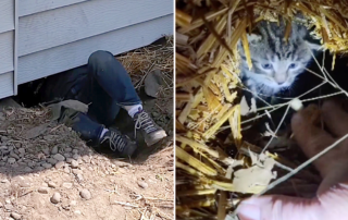 Camp Companion Animal Rescue, Rochester, Minnesota, Roo and Clara Yori, Wallace the Pit Bull, kittens under the porch saga, kittens saved from crawl space and a deep hole, Bartholomew