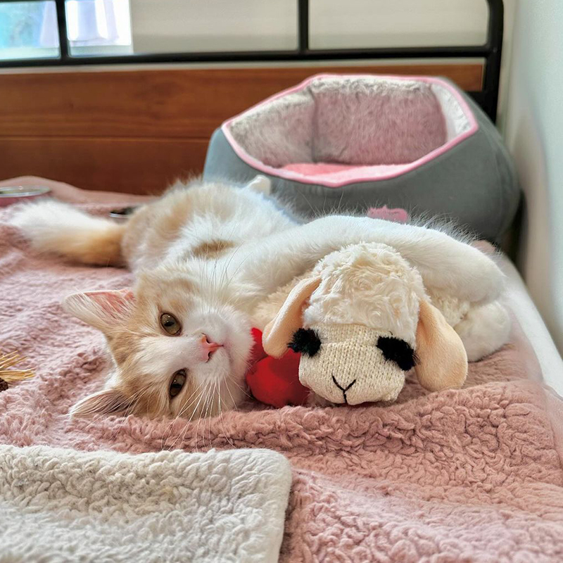 Grace Choi, The Happy Kitty Rescue, Los Angeles, California, rescued cat named Cannoli, Norwegian Forest Cat, limping kitten, Priscilla, leg surgery, orthopedic surgeon, Kitty Boy and Friends, 5