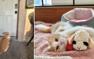 Grace Choi, The Happy Kitty Rescue, Los Angeles, California, rescued cat named Cannoli, Norwegian Forest Cat, limping kitten, Priscilla, leg surgery, orthopedic surgeon, Kitty Boy and Friends