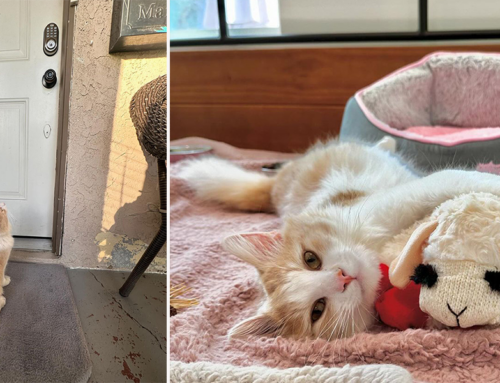 Sweetest Feline ‘Cannoli’ Has Guardian Angels Watching Over Him When His Family Fails To