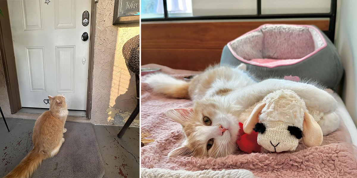 Grace Choi, The Happy Kitty Rescue, Los Angeles, California, rescued cat named Cannoli, Norwegian Forest Cat, limping kitten, Priscilla, leg surgery, orthopedic surgeon, Kitty Boy and Friends