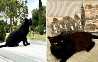 Karie Bible, Hollywood Forever, black cat named Close Up after Gloria Swanson, retiring to home life as a house panther, Los Angeles, California, Cecil B. DeMille