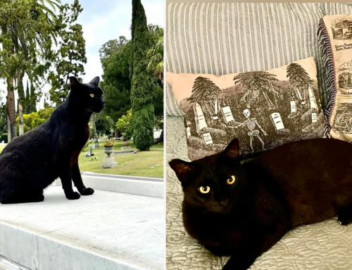 ‘Close Up’ the Feline Cemetery Tour Guide Finds His Own Hollywood Furever