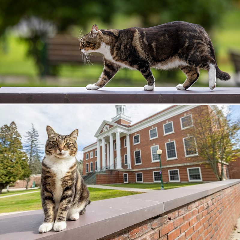 Vermont State University's Castleton campus, Dr. Max Dow, campus cat, Doctorate in Litter-ature, Ashley Dow, Kaitlyn Tanner, Fair Haven, Vermont, feral cat earns honorary doctorate, tabby, 7