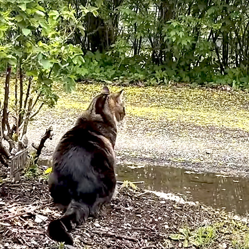 Vermont State University's Castleton campus, Dr. Max Dow, campus cat, Doctorate in Litter-ature, Ashley Dow, Kaitlyn Tanner, Fair Haven, Vermont, feral cat earns honorary doctorate, tabby, 5