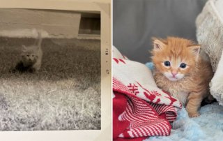Halfway Crate, San Jose and Rocklin, California, orange kitten, Drumstick, Colonel Mewett, 1967 kitten, childhood pets, ginger tabby, Bay Area Cats