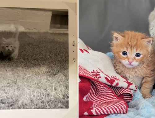 Woman Reconnects with a Rescued Orange Kitten Again After 57 Years