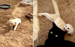 International Primate Rescue, Pretoria, South Africa, Fennec Fox, Rupert and Roxy, Black cat, William, Torie Smith, reunion between cat and fox, Unlikely friendships, wildlife rehabilitator,