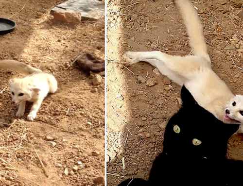 Fennec Fox Can’t Contain His Excitement at Reunion with His Best Cat Friend