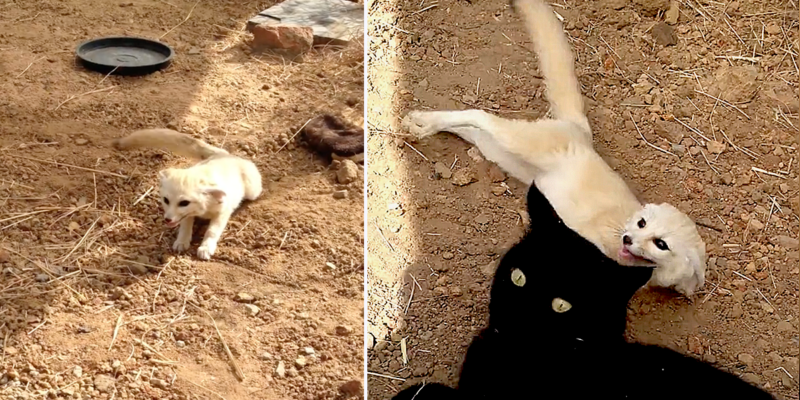 Fennec Fox Can't Contain His Excitement at Reunion with His Best Cat