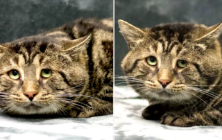Homeward Bound Pet Adoption Center in Blackwood, New Jersey, Baltimore, Maryland,  Laura Folts and Tanner Callahan, Fishtopher, tabby cat, rescued stray cat, FIV+, cheek jowls