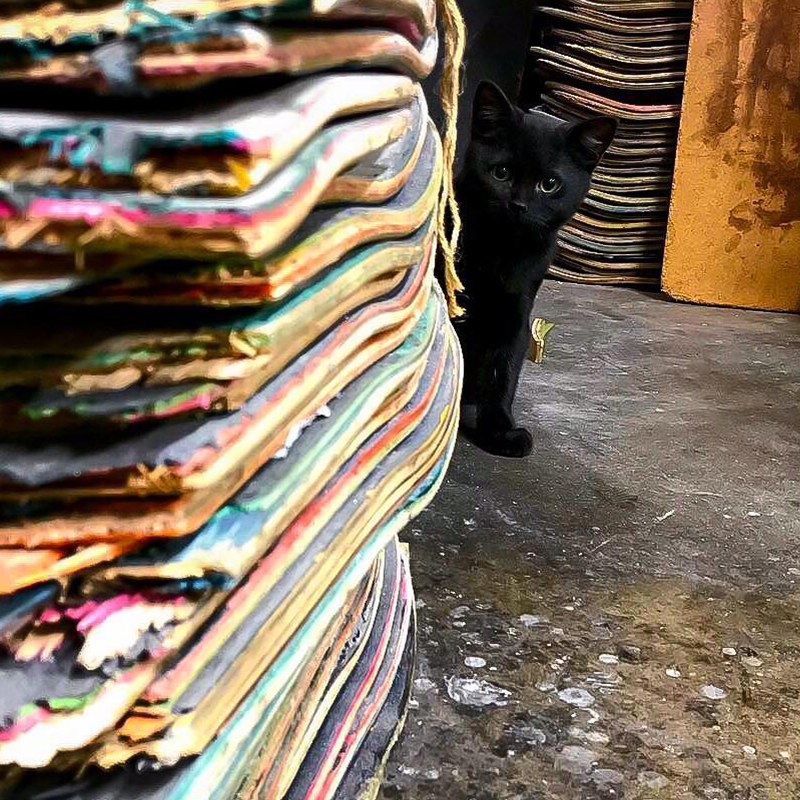 Black Cat Makes Life Infinitely More Colorful in Skater's Wood Shop - Cole  u0026 Marmalade