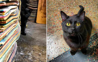Justin and Kristin LaRose, Grizzly the Shop Cat, Recycled Skateboard Art, Woodworking, Woodturning, Long Beach, California, Black Cats, Rainbow Wood Shop