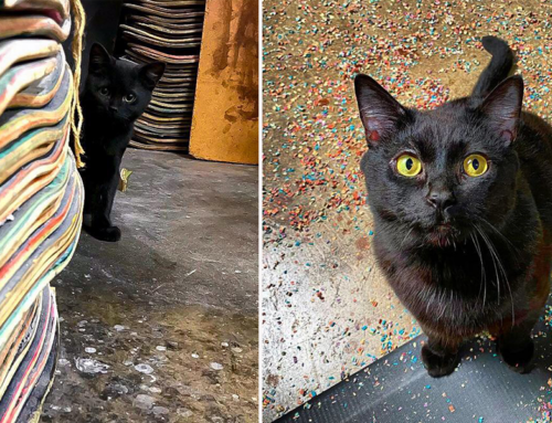 Black Cat Makes Life Infinitely More Colorful in Skater’s Wood Shop