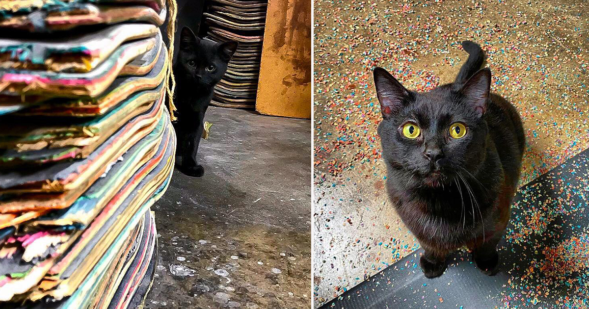 Grizzly-Shop-Cat-media.png