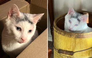 Mary and Bob Elwell, Dutchess County SPCA, Hyde Park, New York, Ivy, senior cat with allergies, rewards of adoption a senior cat with unique needs, allergy treatment for cats